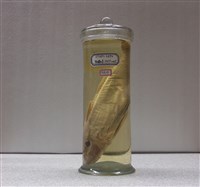 藏品(黑角魚)的圖片